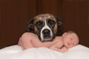 dogs and babies