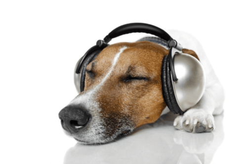 Using Classical Music To Calm Anxious Dogs With Noise photo