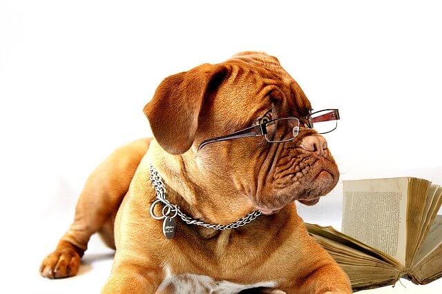 I saw my dog drinking toilet water - dog wearing glasses and reading a book
