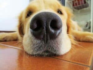 What Do Dogs Hate? - Top 10 Things That Make Our Dogs Hate Us