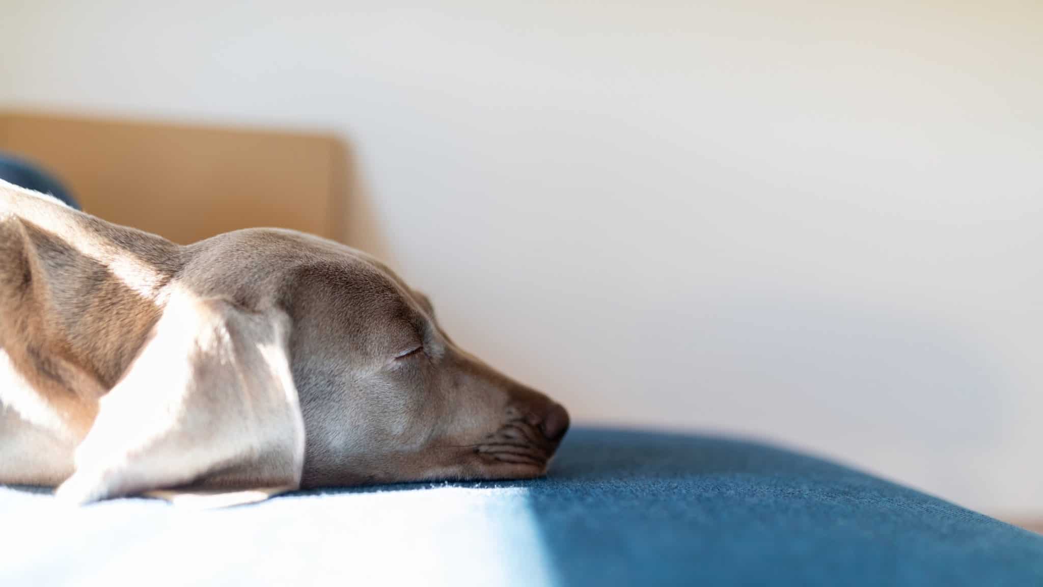 Why Do Dogs Smell Each Others Bottoms? Top 5 Common Dog Questions