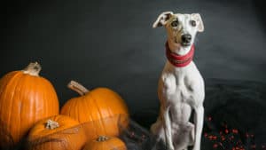A white dog is sitting in front of pumpkins.