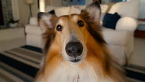 close up of a rough collie