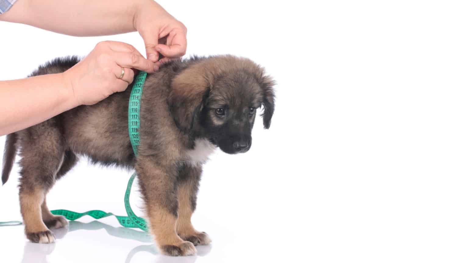 How to Put a ThunderShirt on a Dog