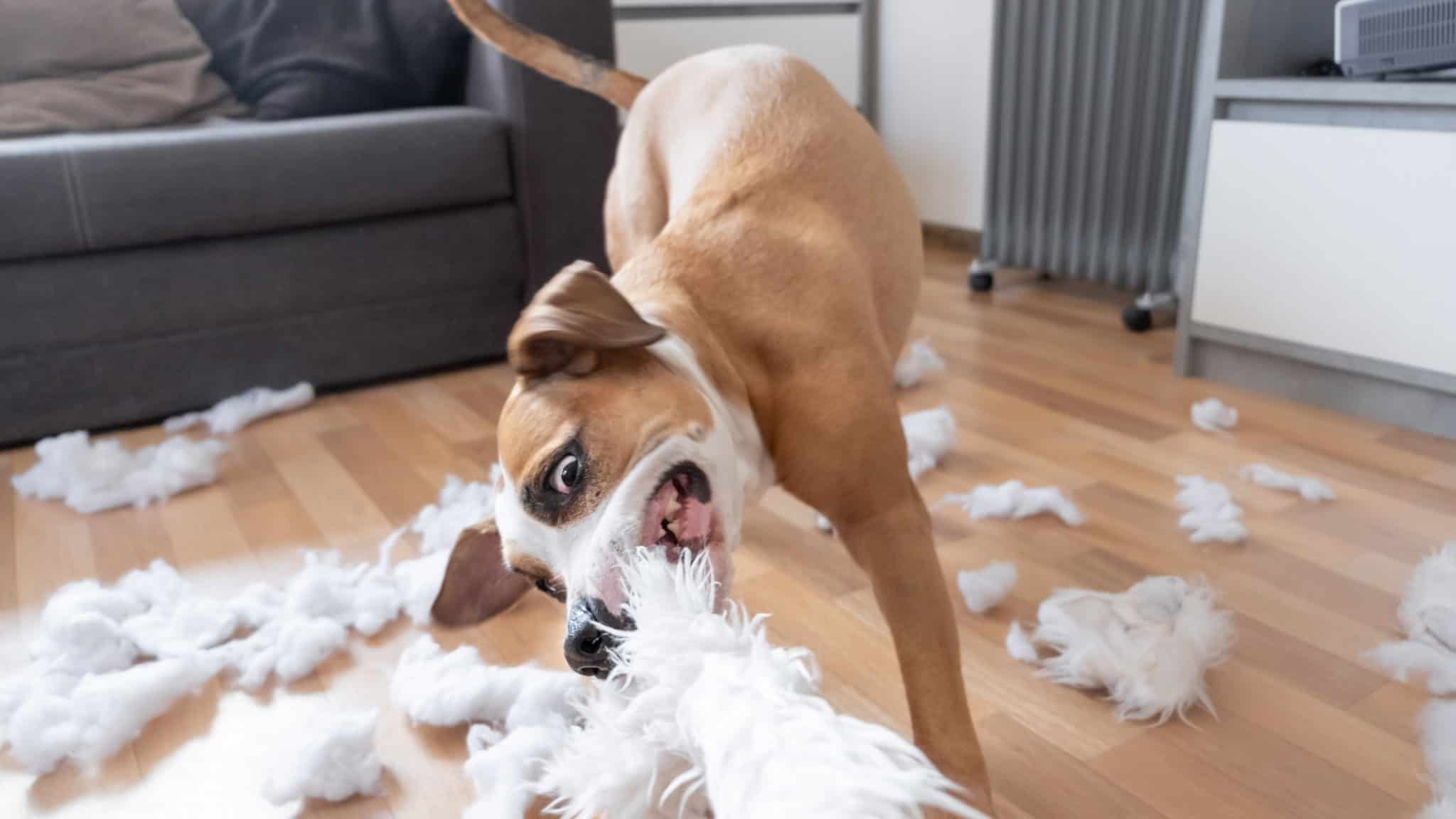 Destructive dogs Stop them destroying your home