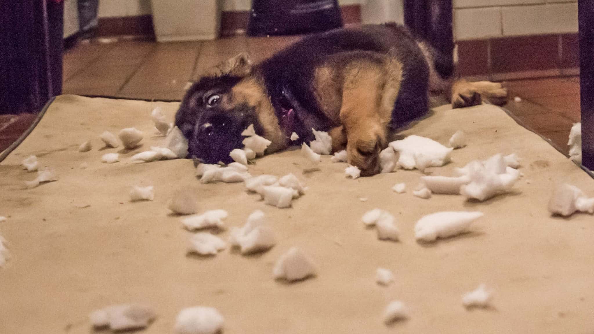 Destructive dogs Stop them destroying your home