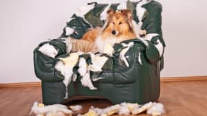Destructive dogs - Rough collie destroys chair, rips the stuffing out of it and lies on top of it.