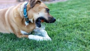 dog lying on the grass and chewing a plastic bottle