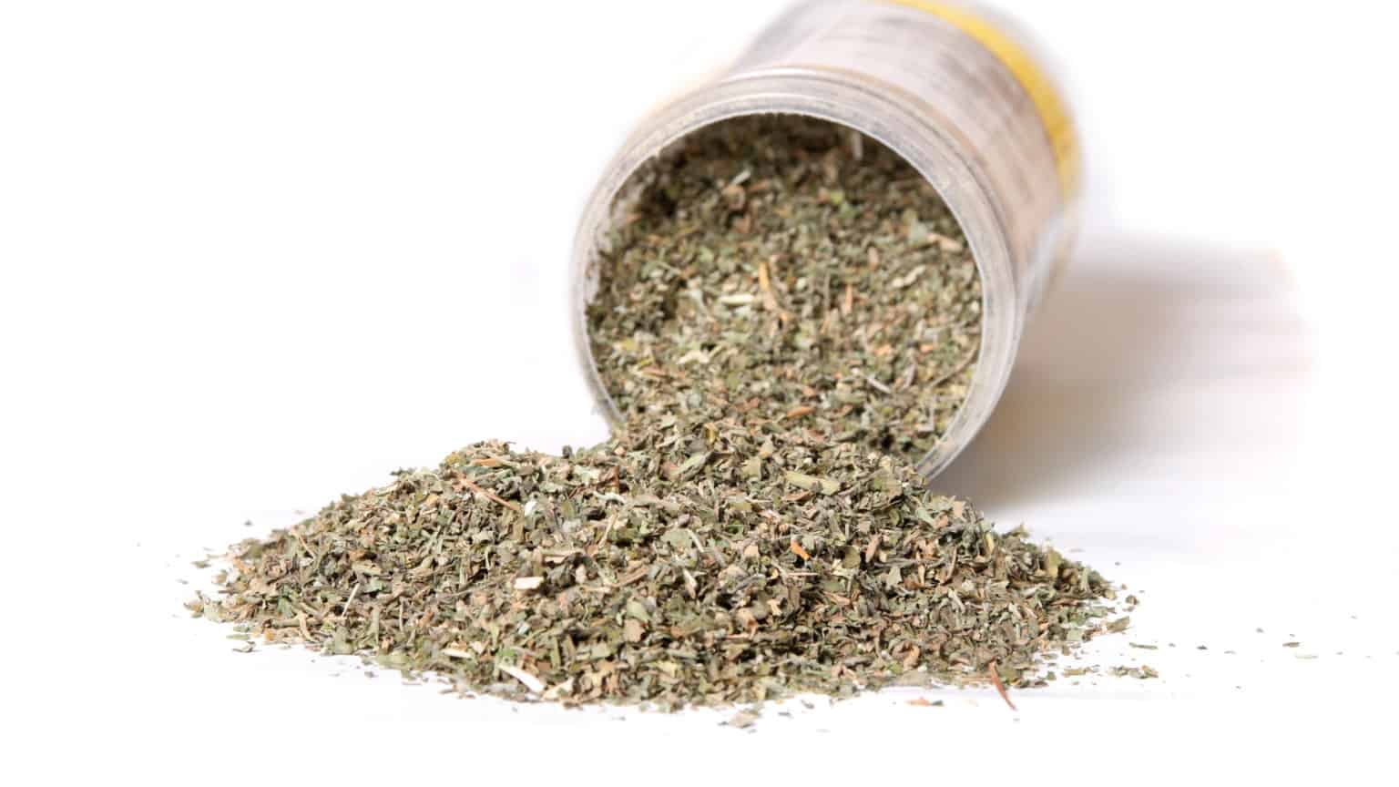 Catnip For Dogs Is Catnip Bad For Dogs AnxiousCanine catnip-for-dogs-is-catnip-bad-for-dogs-anxiouscanine