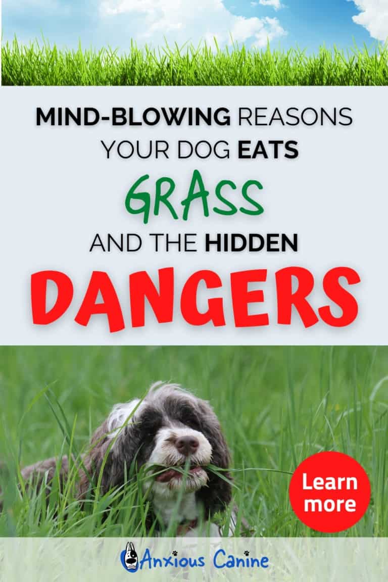 Why Do Dogs Eat Grassand is it safe?
