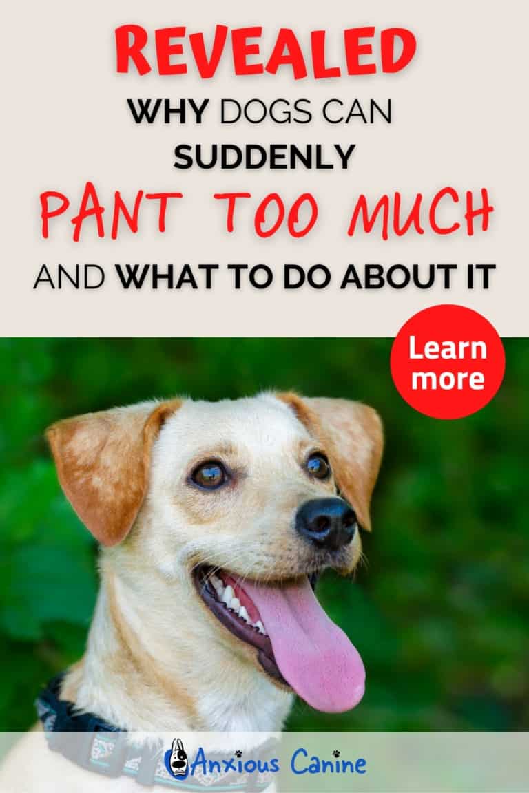 Dog Panting Why They Do It And How to Fix It