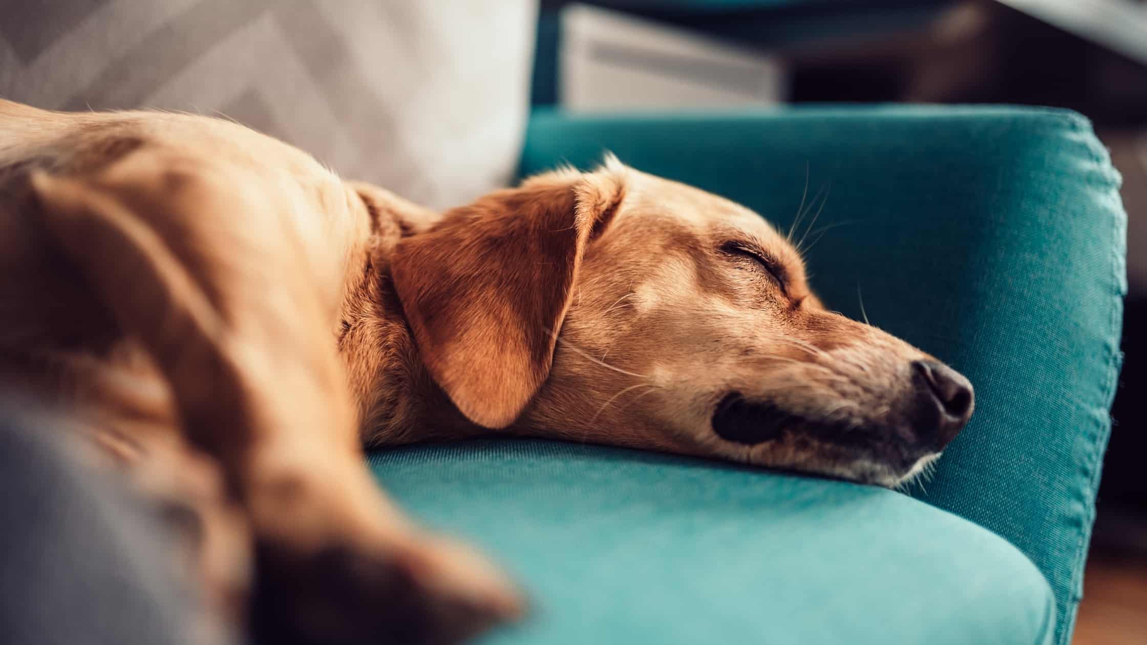 Giving Dogs Benadryl, Is it Safe?