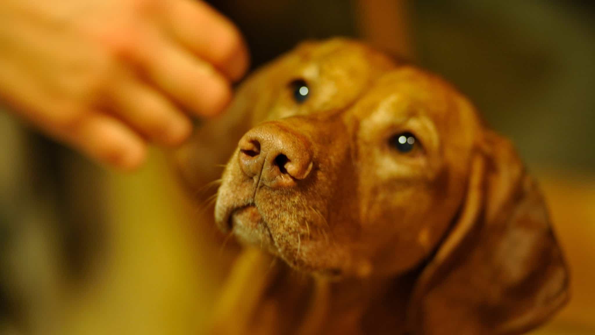 Anise for Dogs Is it Dognip?