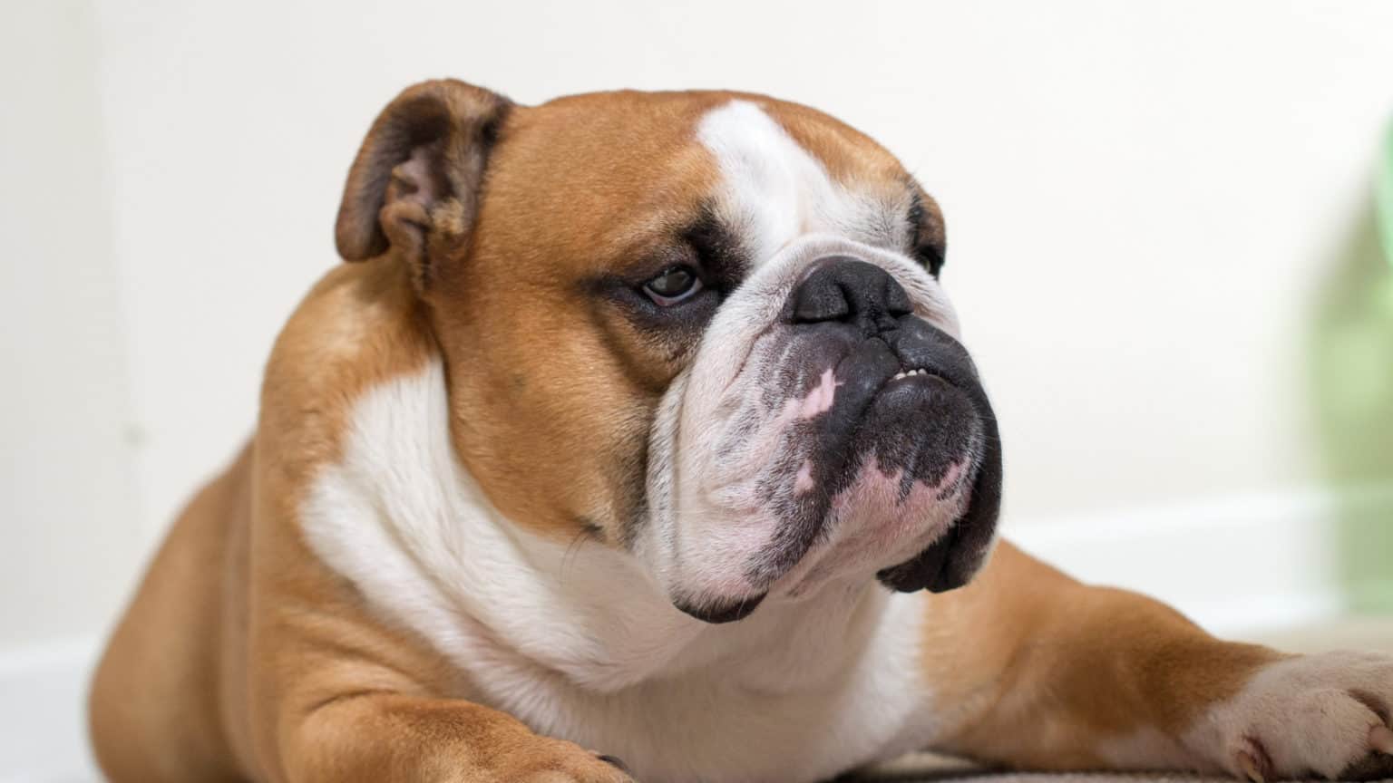 Anise for Dogs Is it Dognip?