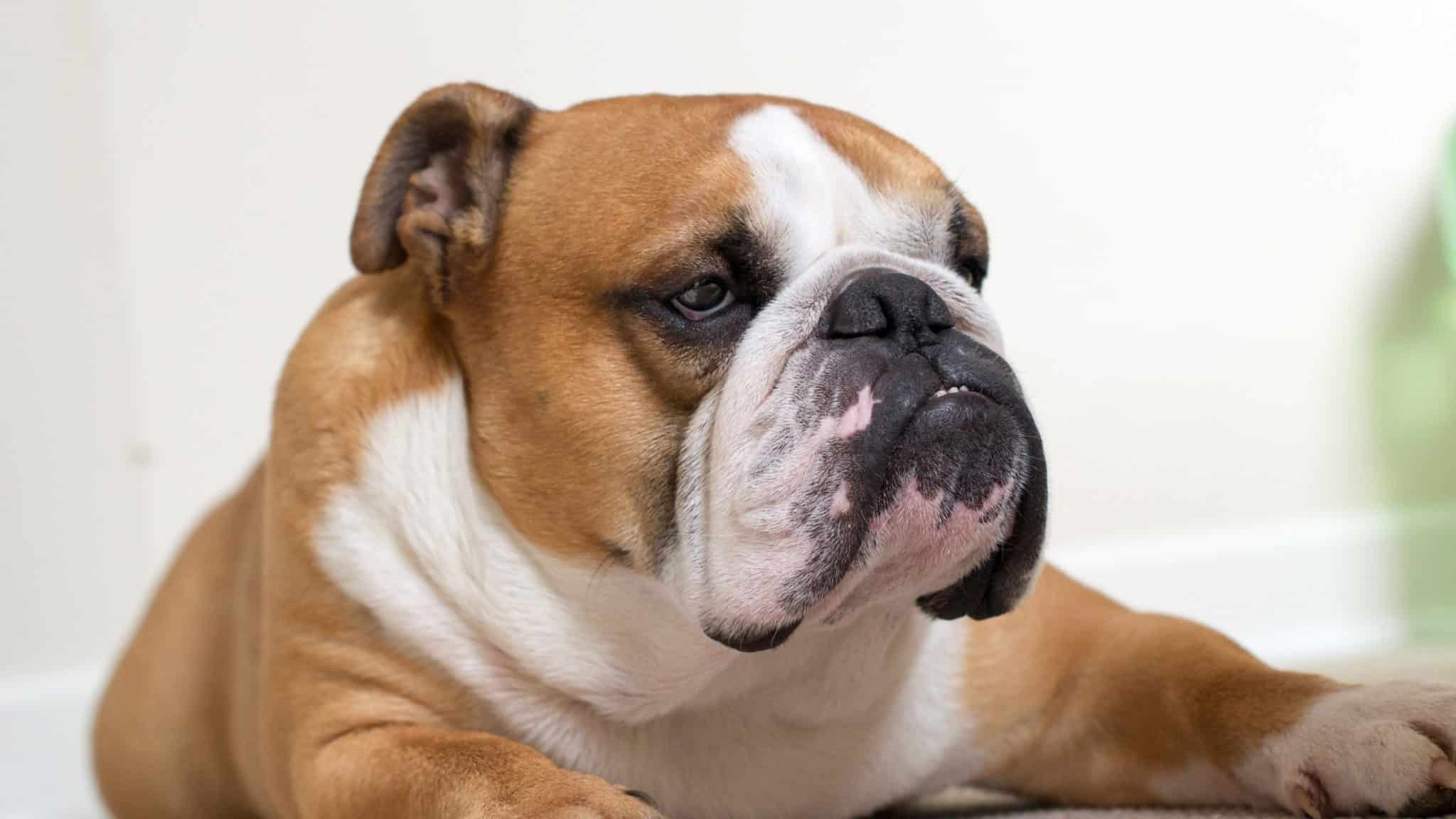 Anise for Dogs Is it Dognip?