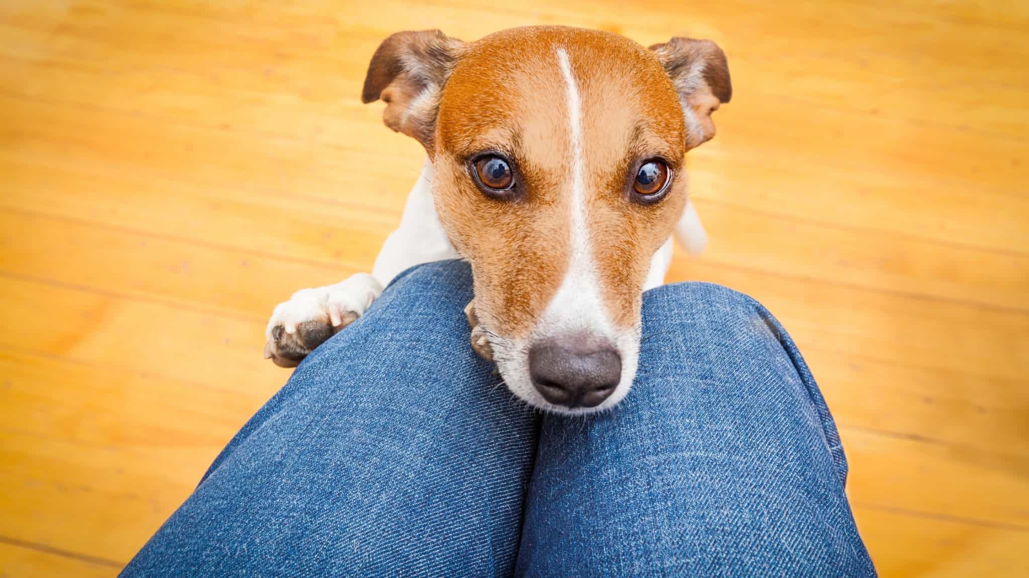 Can Dogs Sense Sadness in Their Owners?