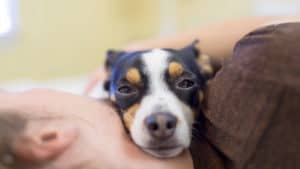 can dogs sense sadness - dog comforting owner