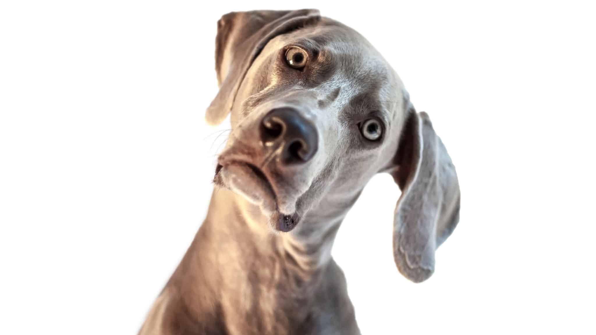 Can Dogs Sense Sadness in Their Owners?