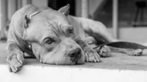 black and white image of a depressed dog lying on the floor