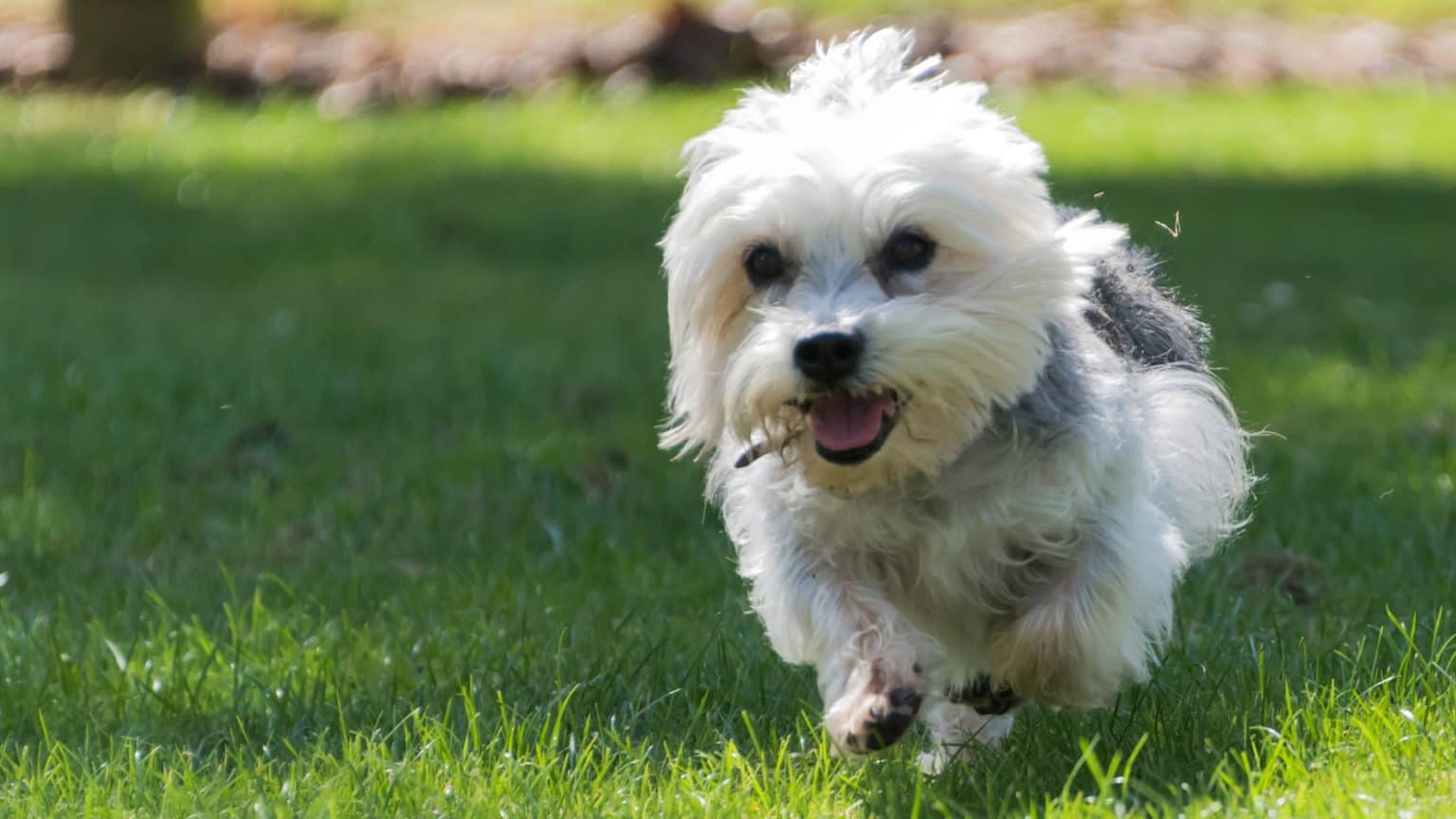 Short Legged Dogs 8 Popular Breeds