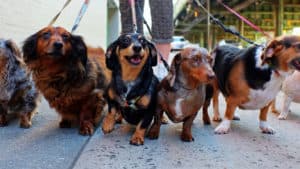 a pack of short legged dachshunds