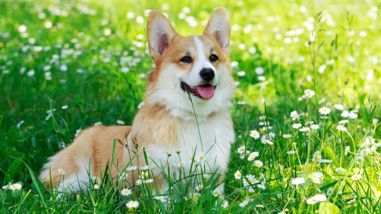 giong-cho-corgi
