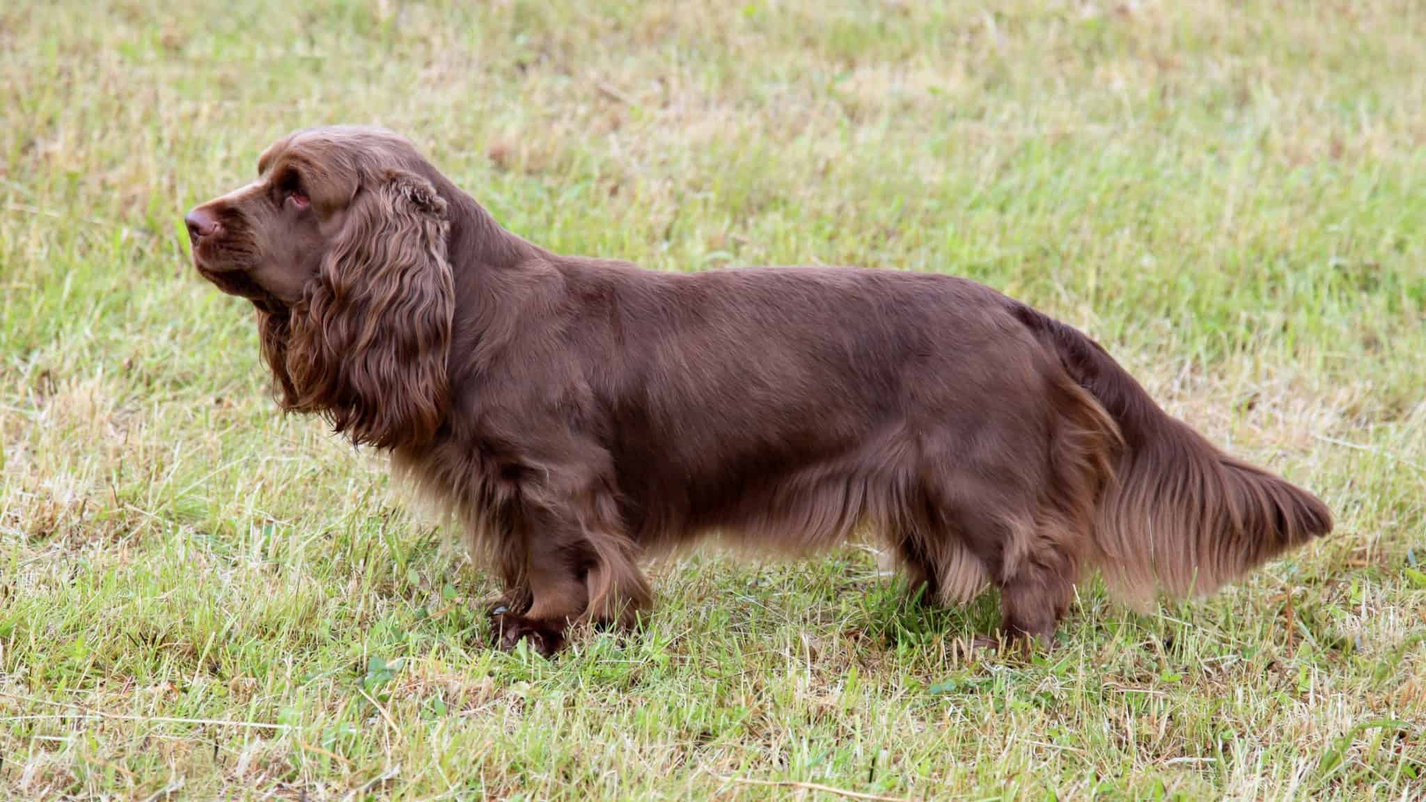 Short Legged Dogs 8 Popular Breeds