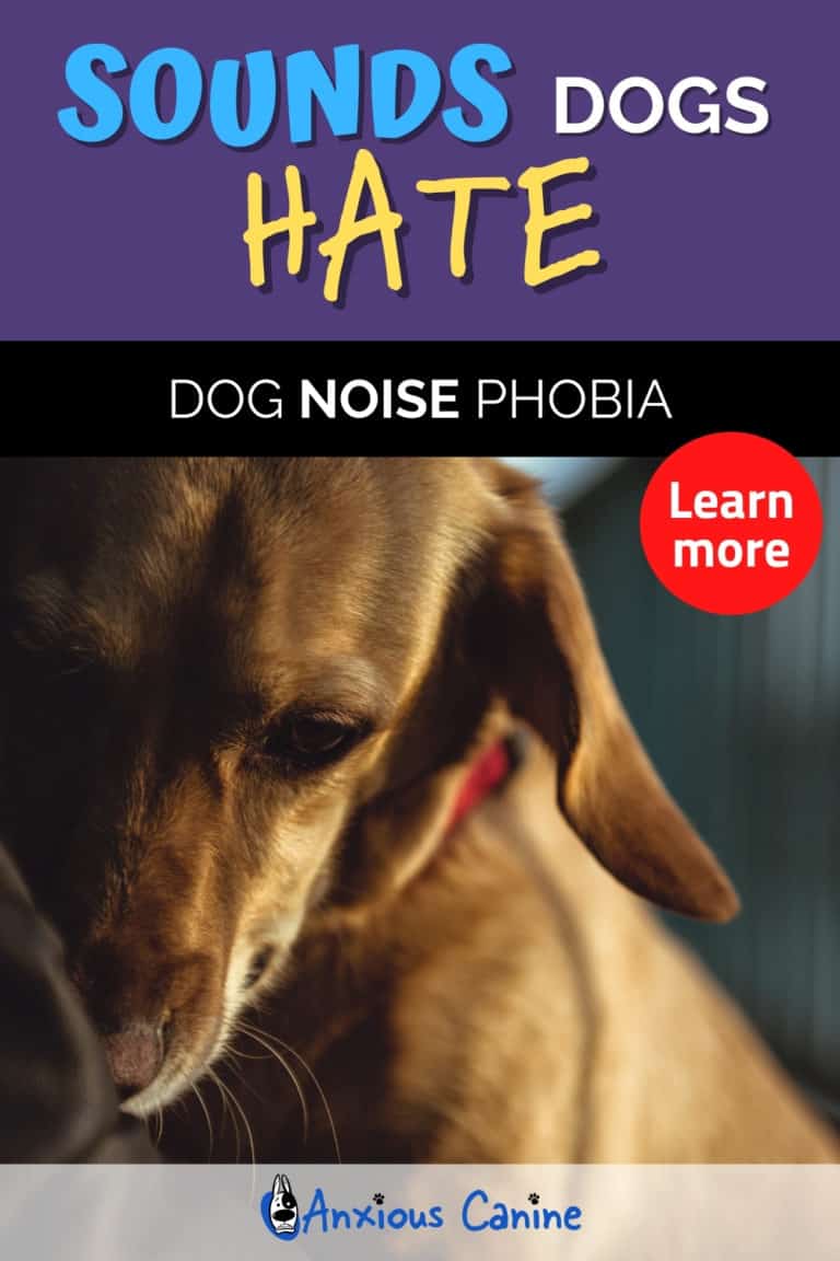Sounds Dogs Hate Noise Phobia in Dogs