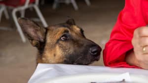 CAN DOGS EAT DRAGON FRUIT? - dog begging at the dinner table