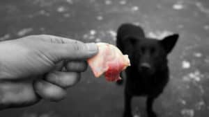 A black dog being offered a meaty snack.