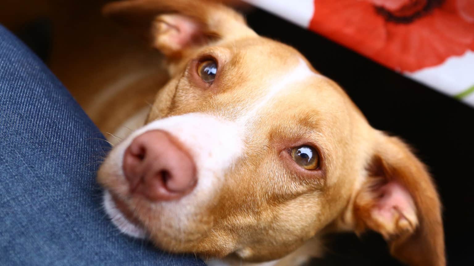 Can Dogs Eat Black Pepper?