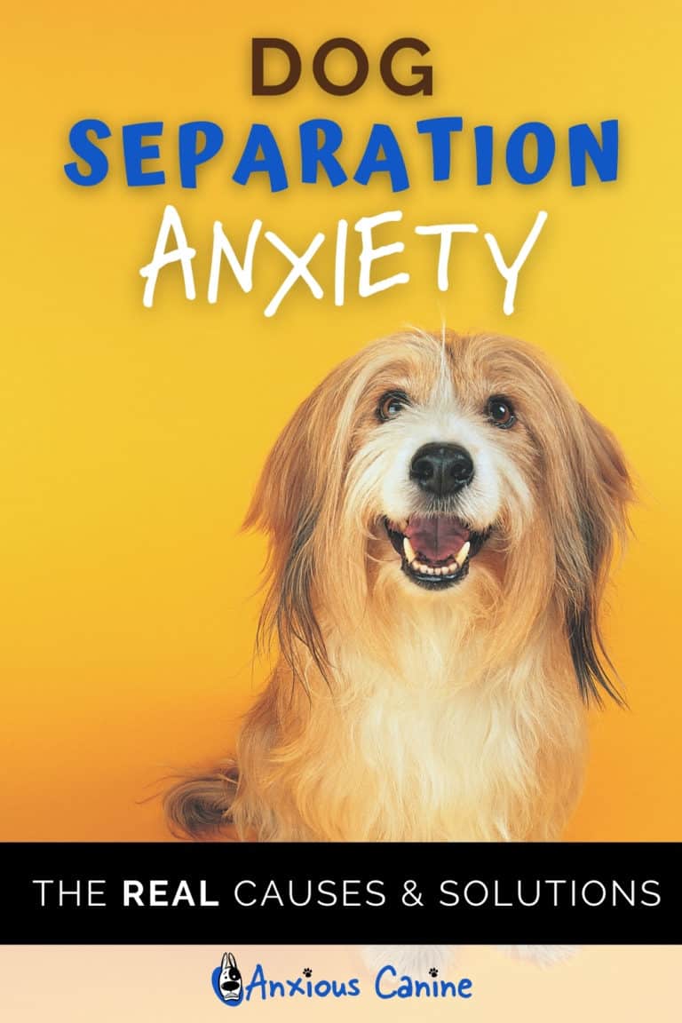 Separation Anxiety in Dogs Causes and Solutions
