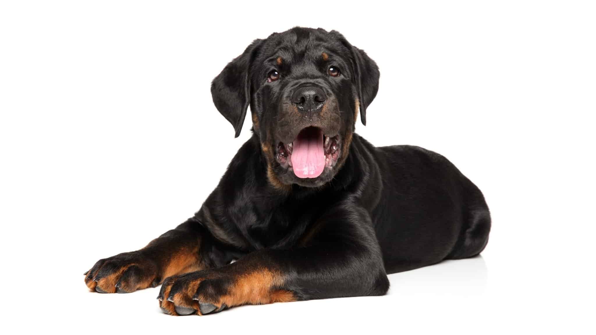 Dog Names That Start With J 101 Great Ideas