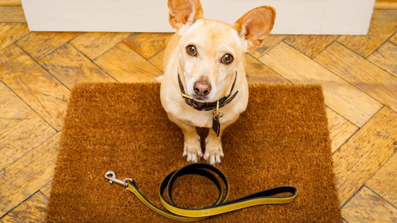 Bark Potty For when Your Dog really Needs to Go!