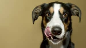 can dogs eat salami - dog licking his lips with a yellow background