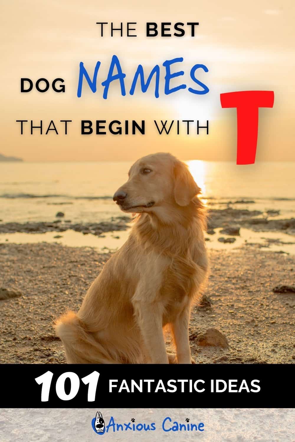 Dog Names That Start With T 101 Great Ideas