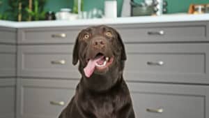 can dogs eat - dark brown dog sitting in a kitchen