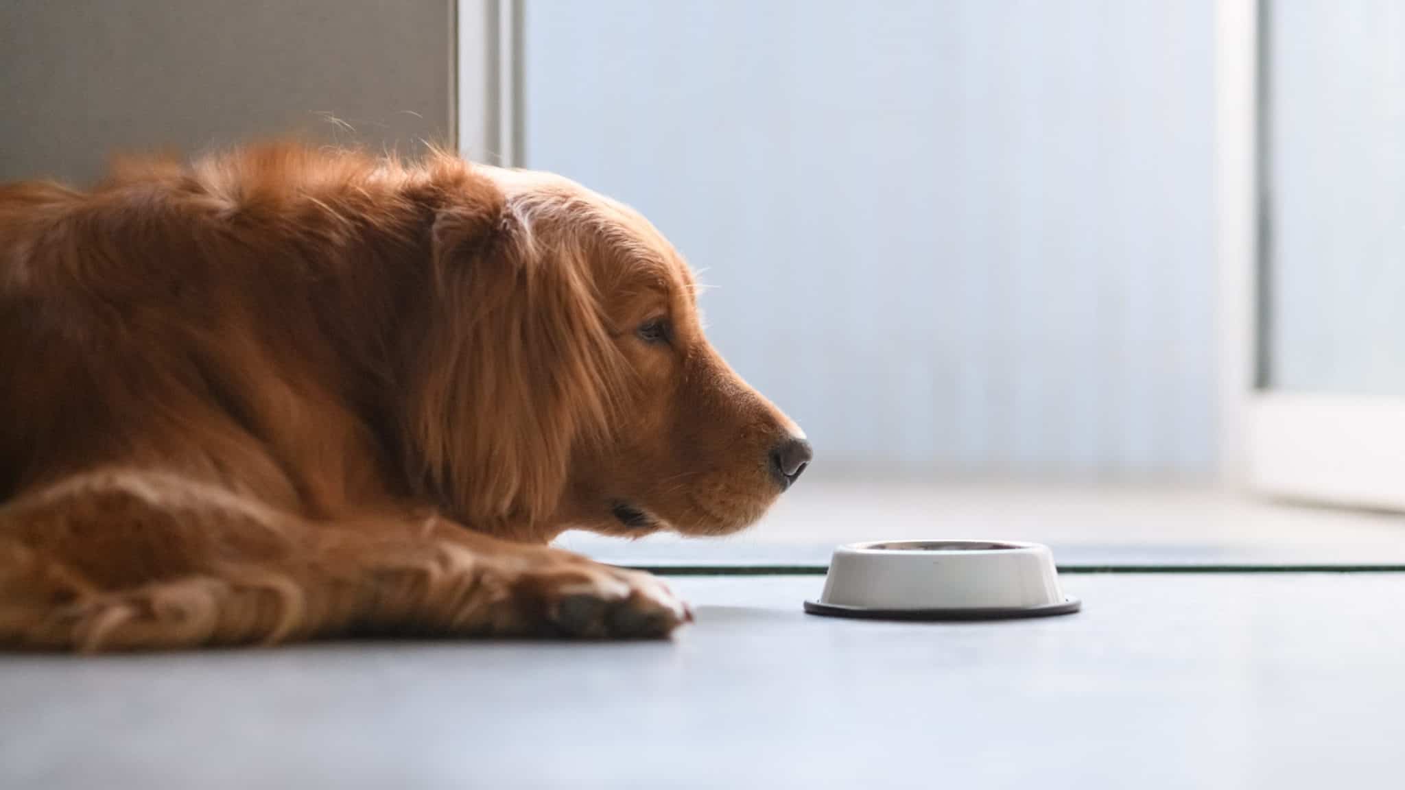 Can Dogs Eat Grits, And Are They Safe?
