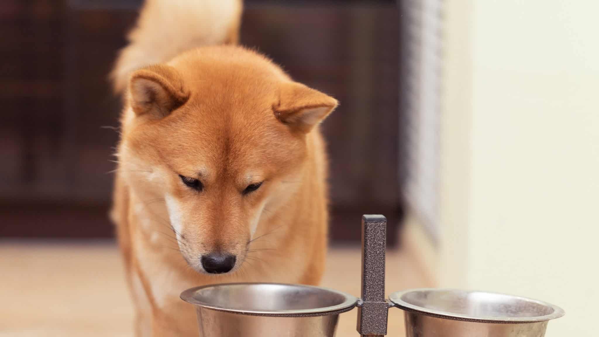 Can Dogs Eat Grits, And Are They Safe?