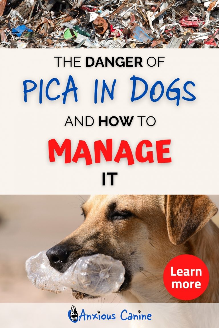 Pica in Dogs Causes, Symptoms, and Treatment