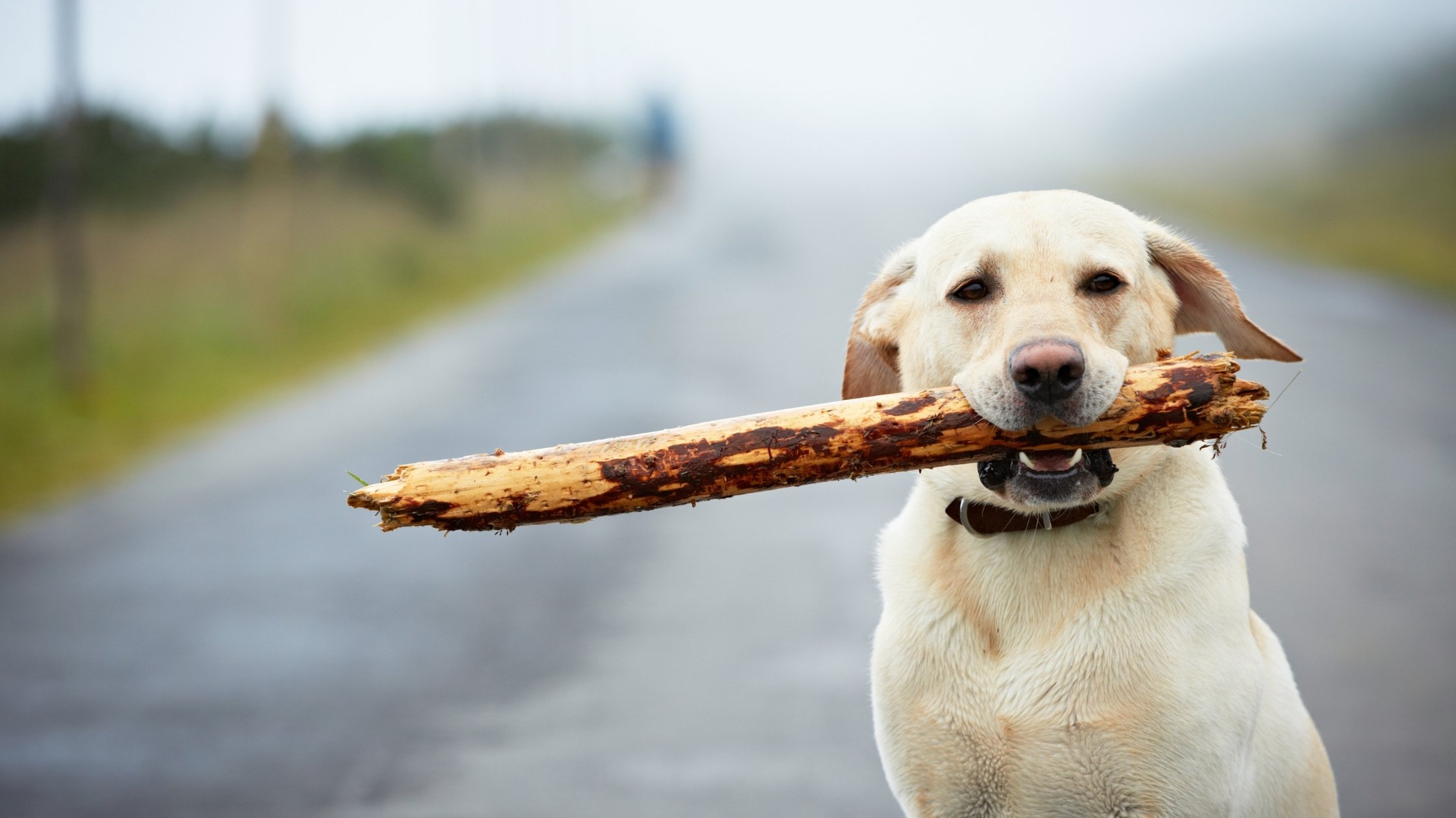 Why Do Dogs Like Sticks? Things you need to know