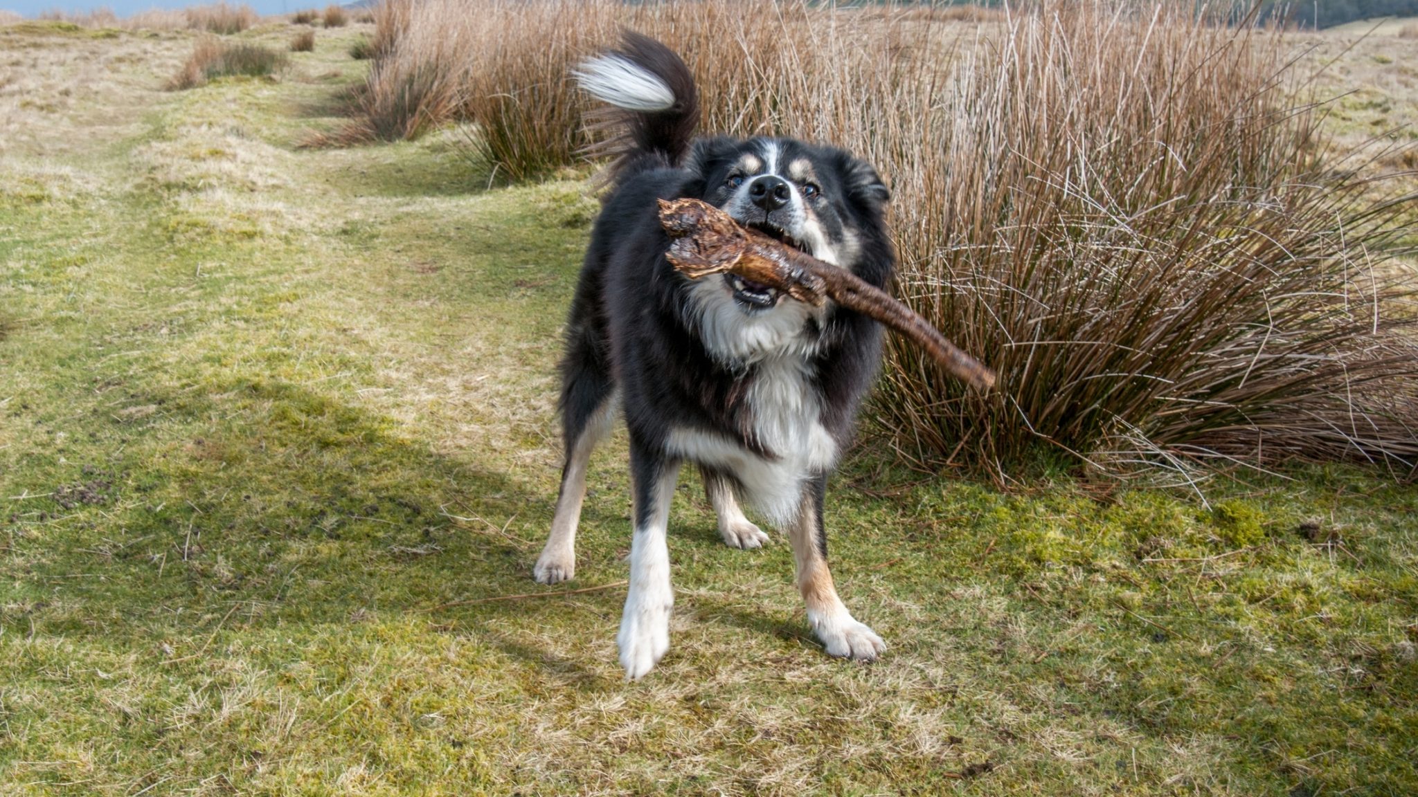 Why Do Dogs Like Sticks? Things you need to know