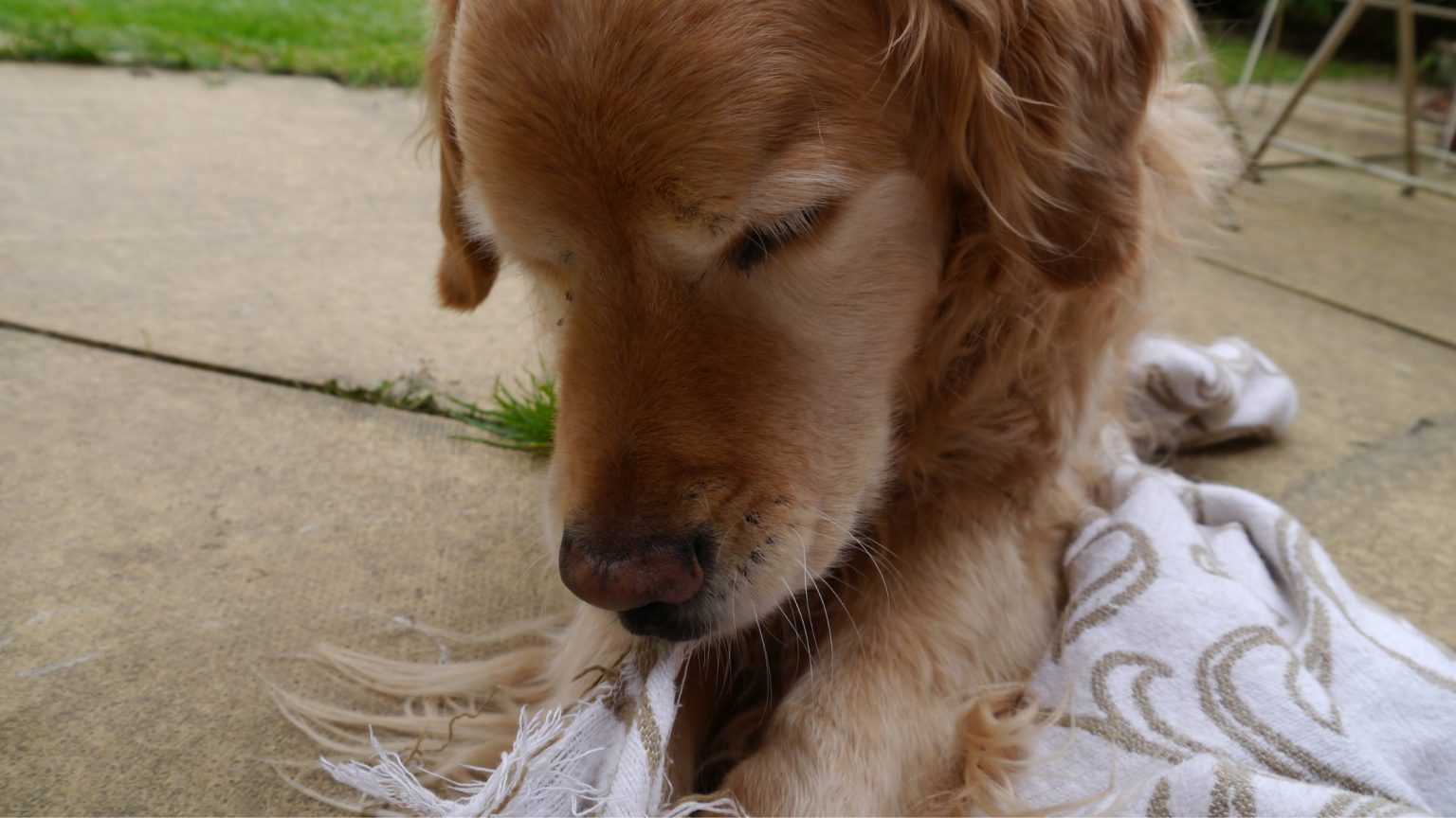 Why Does My Dog Nibble On Blankets