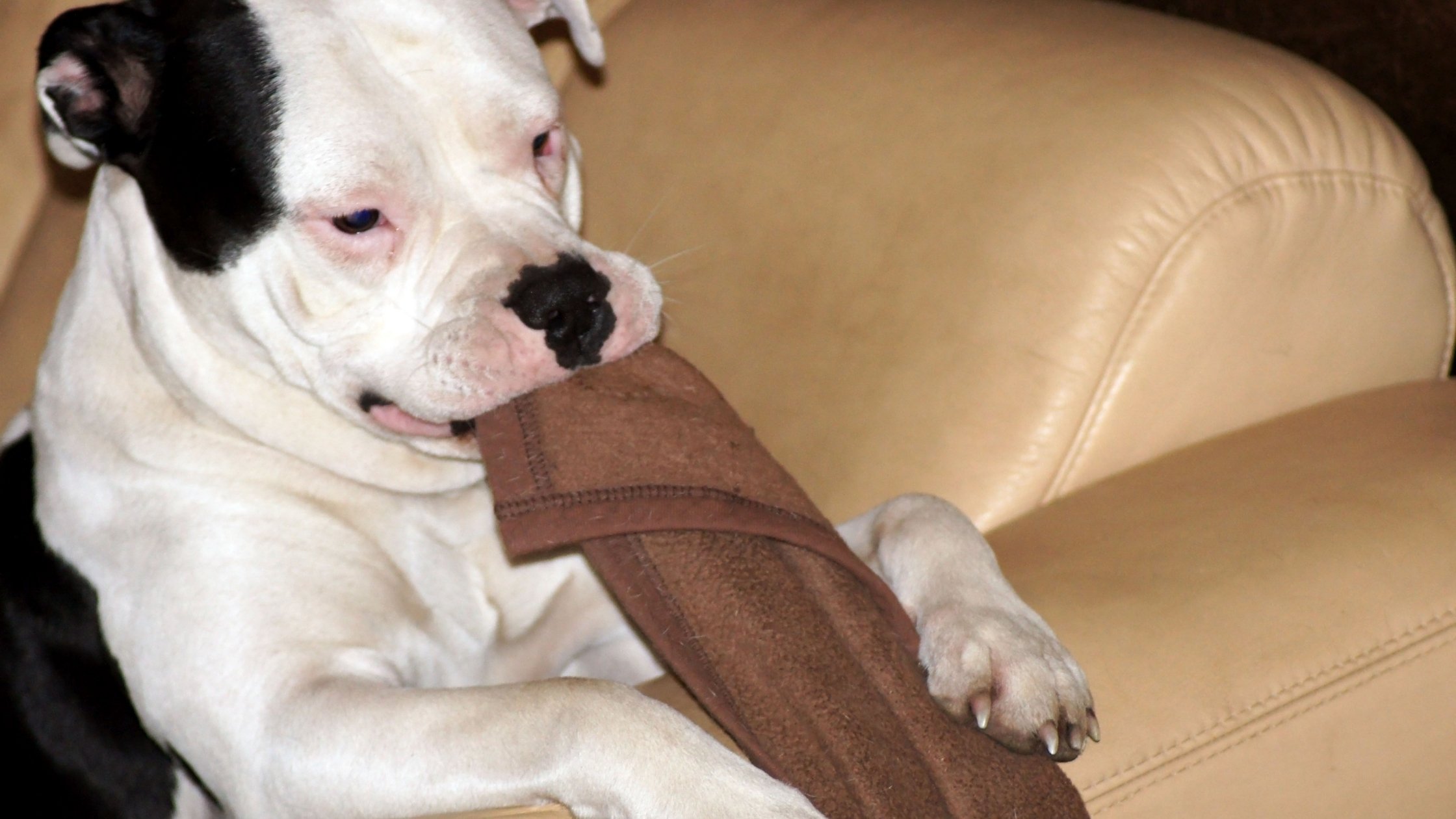 What Does It Mean When Dogs Nibble On Blankets at Robin Cain blog