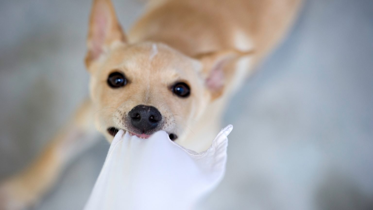 Why Does My Dog Nibble On Blankets