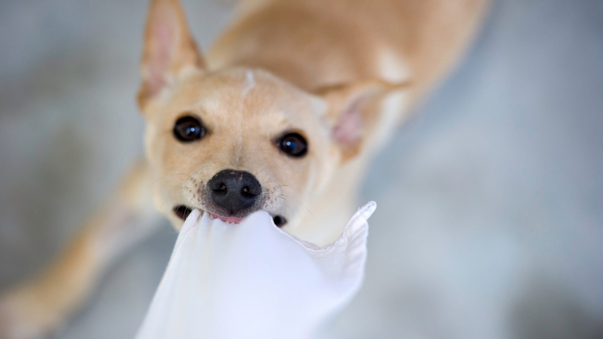 Why Does My Dog Nibble On Blankets