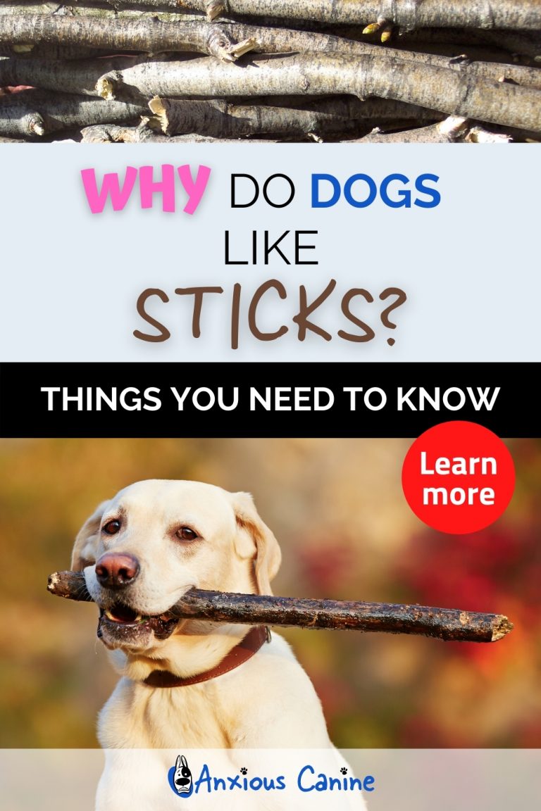 Why Do Dogs Like Sticks? Things you need to know