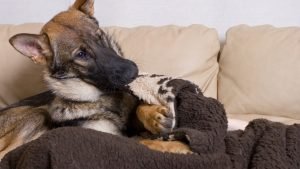 Why does my dog nibble on blankets