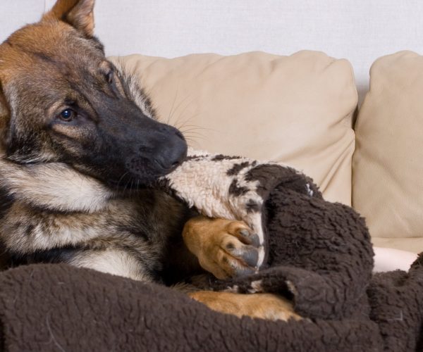 Why Do Dogs Smell Each Others Bottoms? Top 5 Common Dog Questions