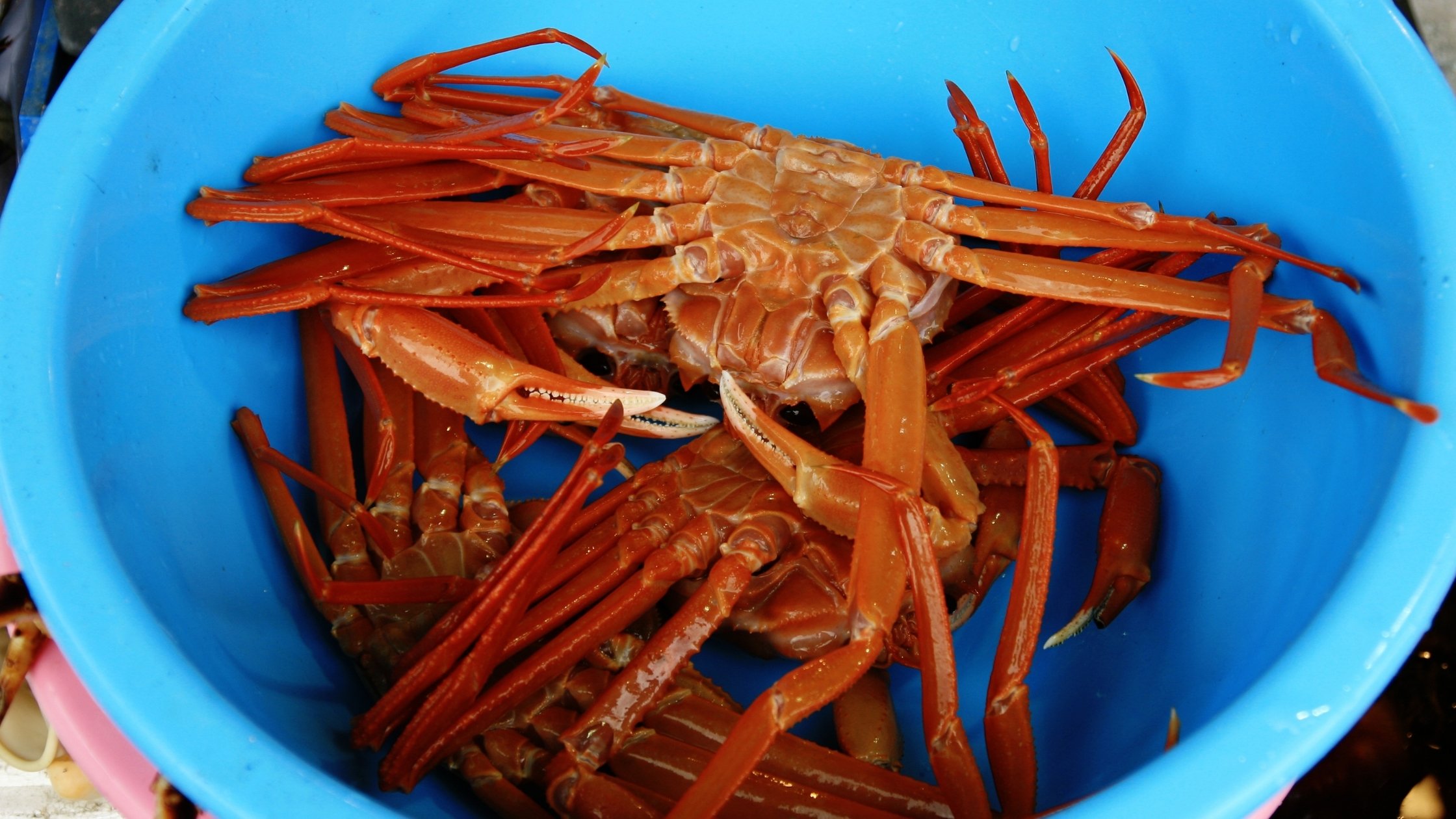Can Dogs Eat Crab? Discover The Benefits and risks